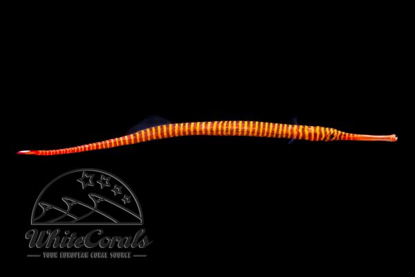 Dunckerocampus pessuliferus - Sulu-Seenadel