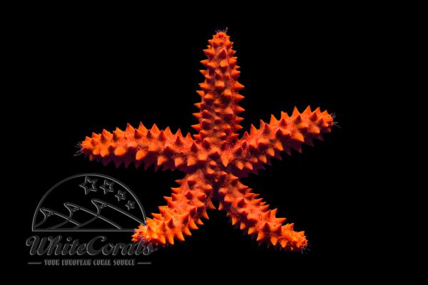 Echinaster echinophorus - Caribbean Knobby Sea Star