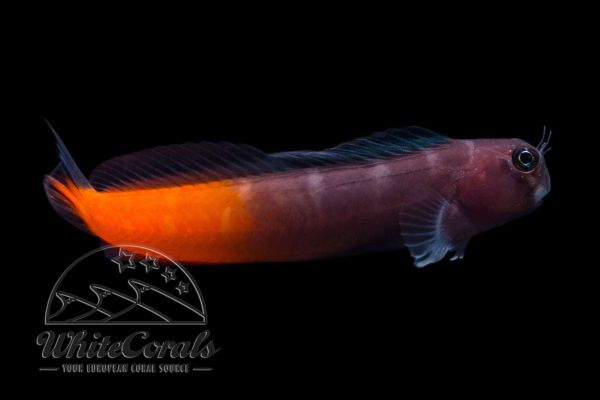 Ecsenius bicolor - Zweifarbiger Schleimfisch