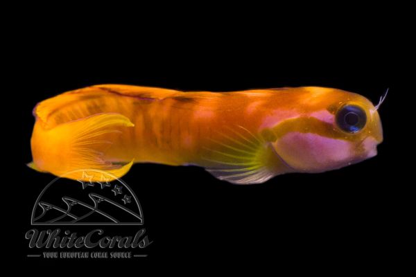 Ecsenius midas - Gold-Schleimfisch