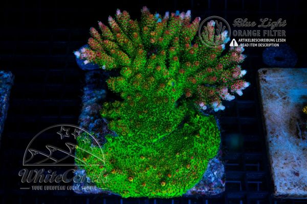 Acropora hyacinthus Red Planet