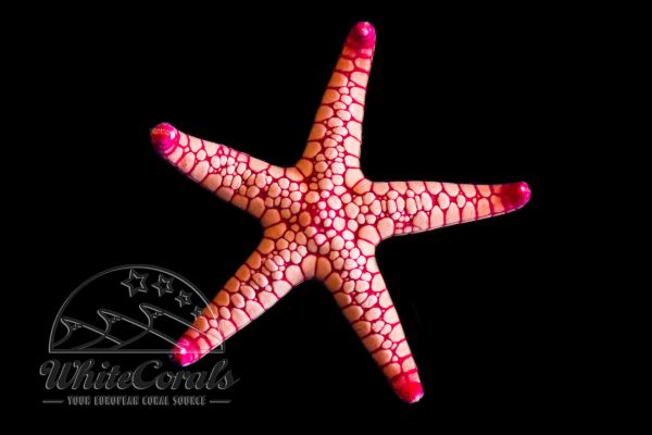 Fromia indica - Vulcano Starfish
