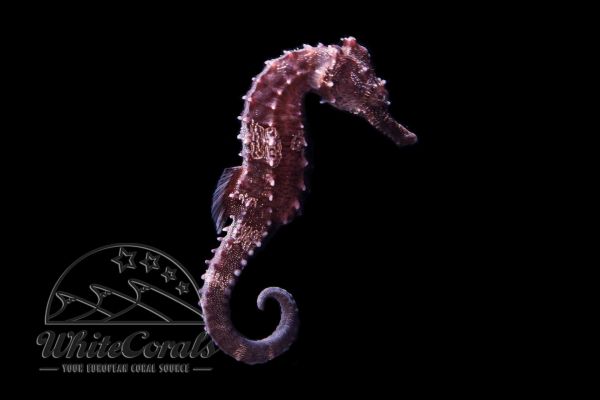 Hippocampus erectus - Seepferdchen - DNZ