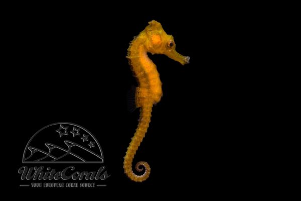 Hippocampus kuda - Gelbes Seepferdchen