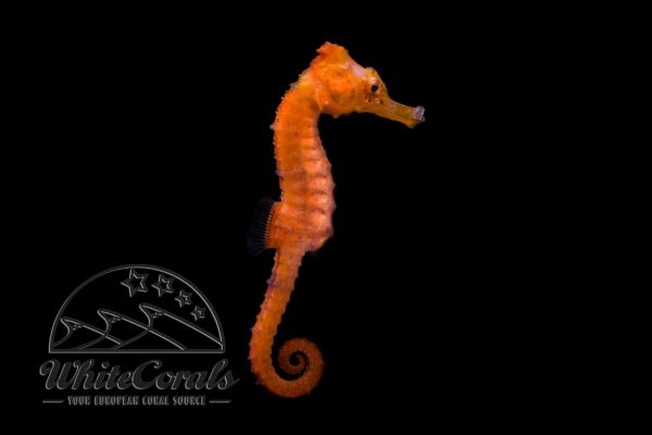 Hippocampus kuda - Rotes Seepferdchen