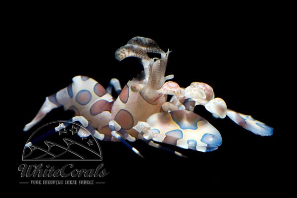 Hymenocera elegans - Harlequin Shrimp