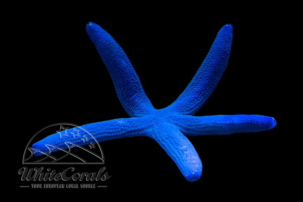 Linckia laevigata - Blue Starfish