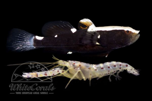 Lotilia graciliosa with Alpheus rubromaculatus - Whitecap goby with pistol shrimp