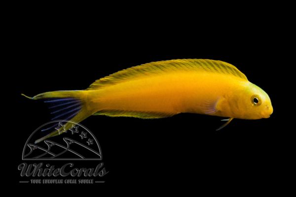 Meiacanthus oualanensis - Gelber Fidschi-Schleimfisch