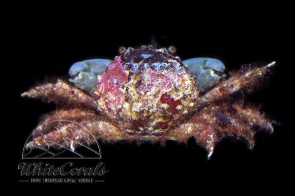 Mithraculus sculptus - Emerald Crab, Mithrax Crab
