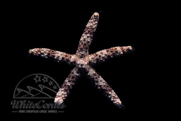Nardoa variolata - Variable Starfish