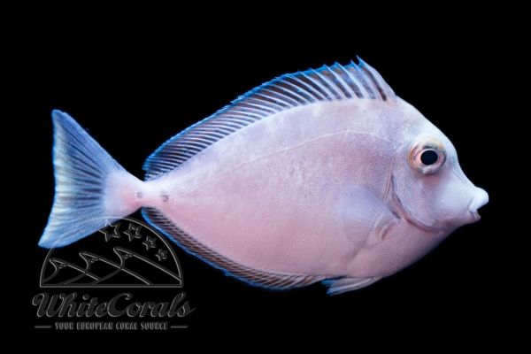 Naso brevirostris - Short-Nosed Unicornfish