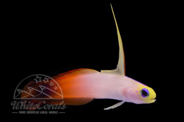 Nemateleotris magnifica - Firefish