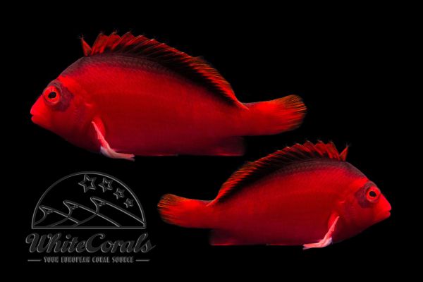 Neocirrhites armatus - Flame Hawkfish (Pair)
