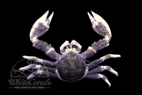 Neopetrolisthes maculatus - Anemone Crab