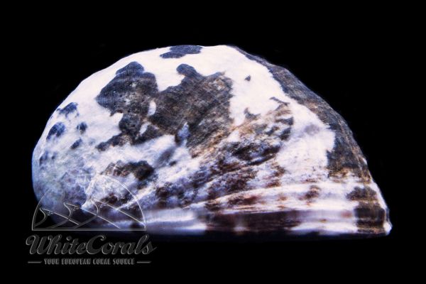 Nerita polita - Nerite Algae Snail