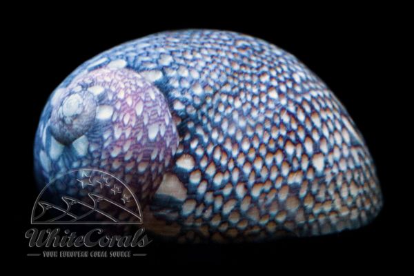 Naritina cf. turbida - Caribbean Nerite Algae Snail