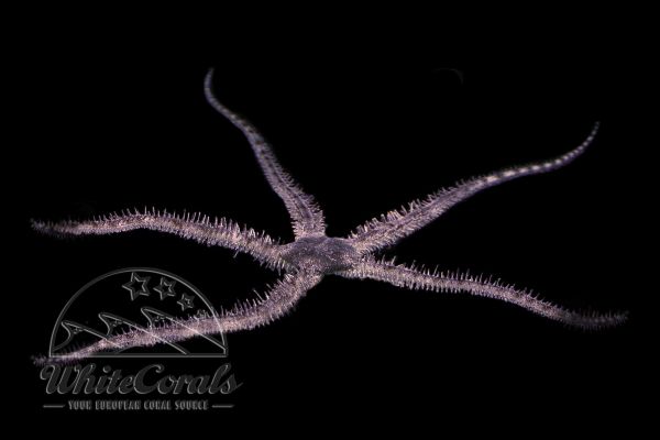 Ophiocoma sp. - Spiny Brittle Star