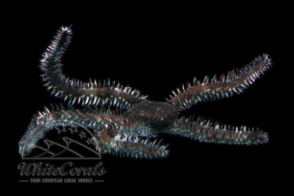 Ophiocoma sp. - Black Spiny Brittle Star