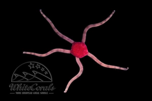 Ophioderma sp. - Serpent Sea Star