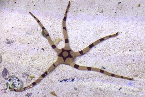 Ophiolepis superba - Serpent Sea Star