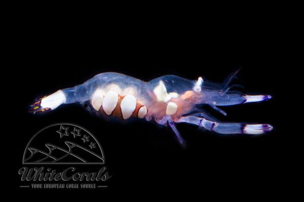 Periclimenes brevicarpalis - Partner Shrimp