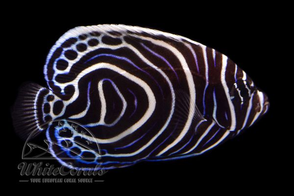 Pomacanthus imperator - Emperor Angelfish - Tank bred (juvenile)