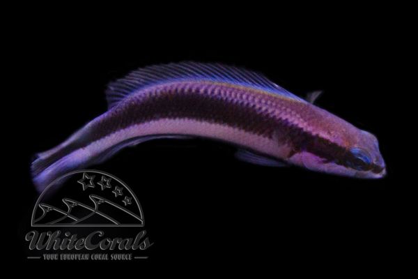 Pseudochromis fridmani x sankeyi - Indigo Basslet (Hybrid)