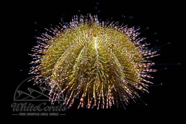 Salmacis sphaeroides - Green Sea Urchin