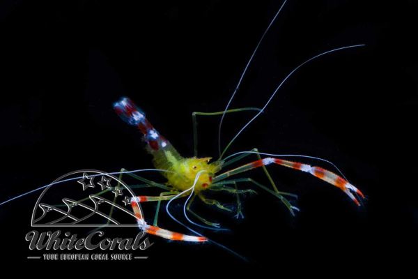 Stenopus scutellatus - Golden Caribbean Banded Shrimp