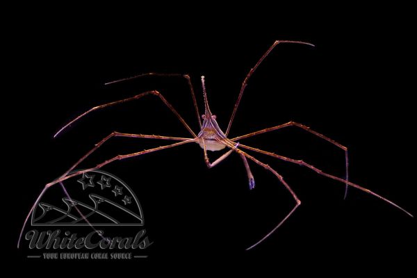 Stenorhynchus seticornis - Arrow Crab