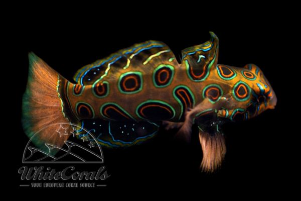 Synchiropus picturatus - LSD-Leierfisch