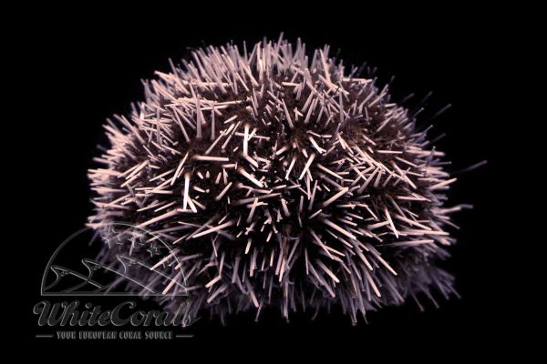 Tripneustes sp. - Sea Urchin