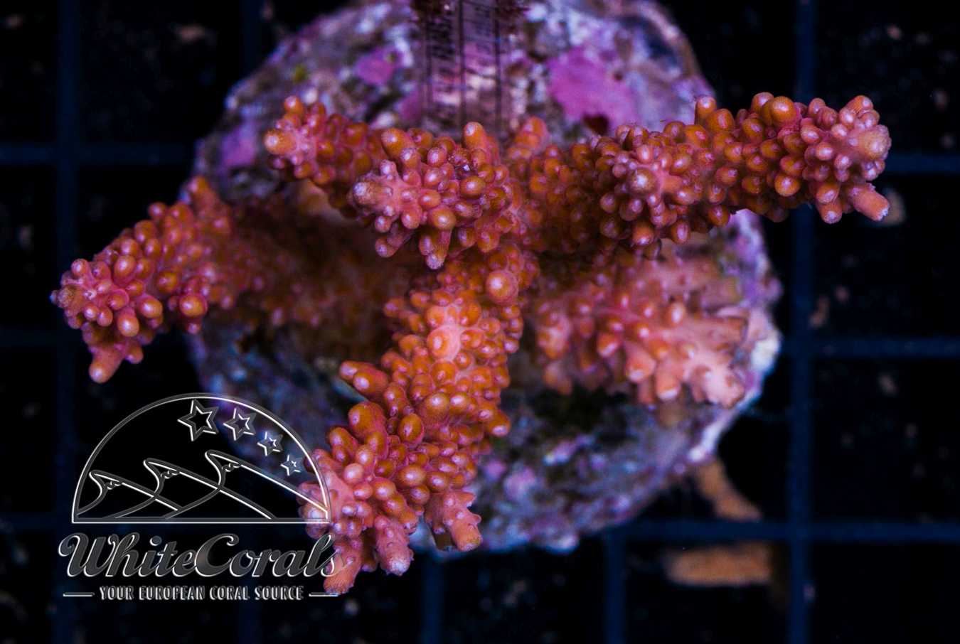 Pikachu acro tck coral awesome acropora aquanerd featured week r2r uc