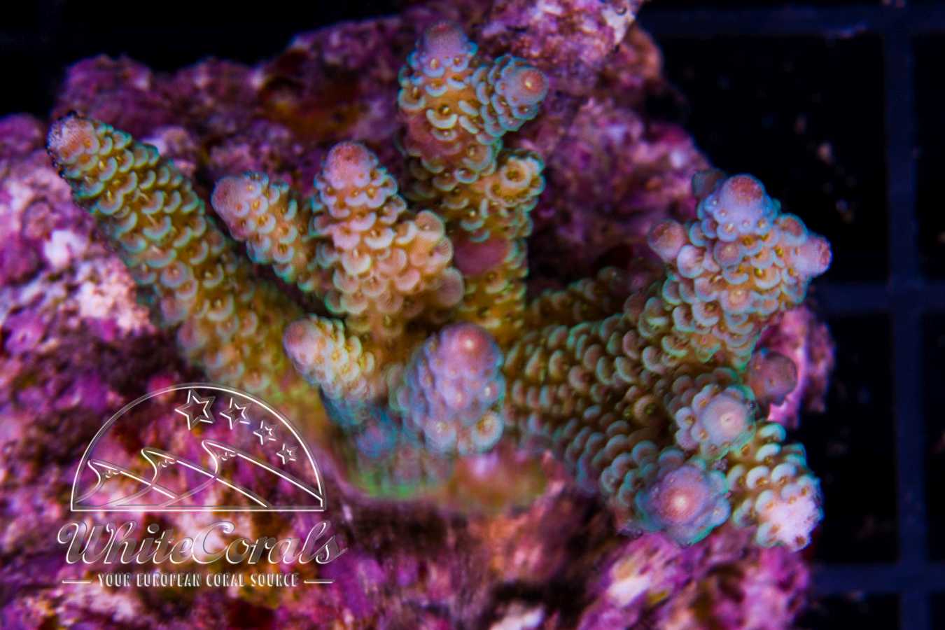 Acropora millepora Green and Blue Tips in Coral ID - Das ...