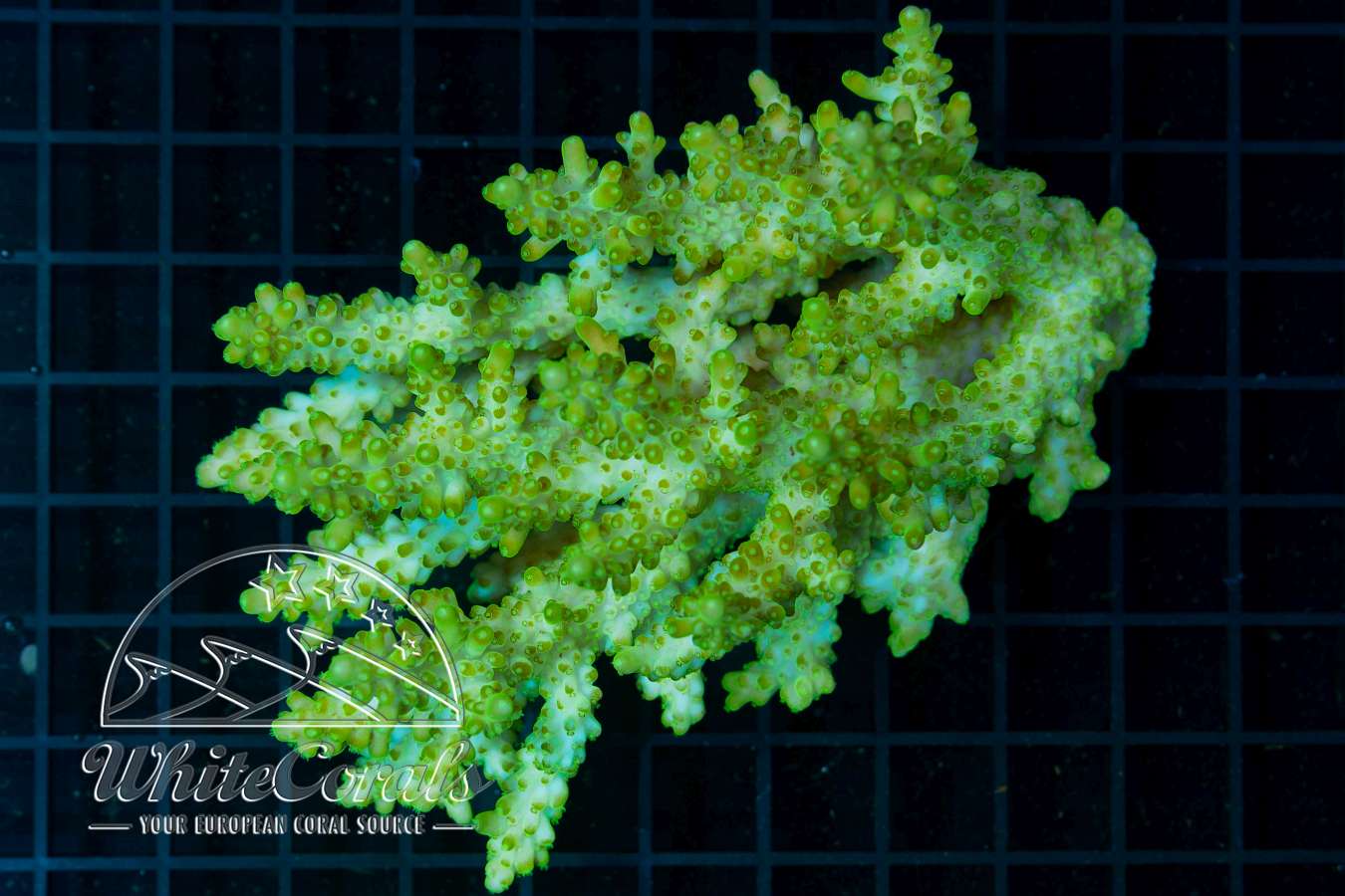 Acropora Green Aussie (Filter)-SPS_230426_017