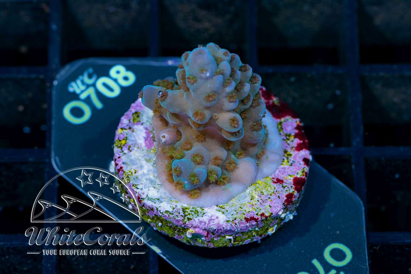 Acropora Blue Madness (WCC)(Filter)-SPS_230612_054