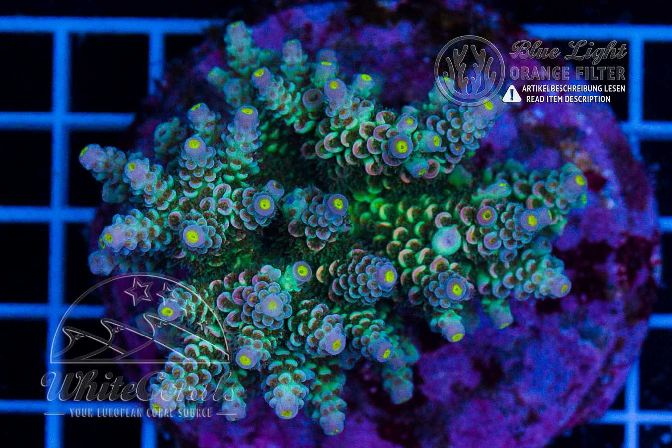 Acropora tenuis Disyney Style in Coral ID - Das Korallenlexikon von ...