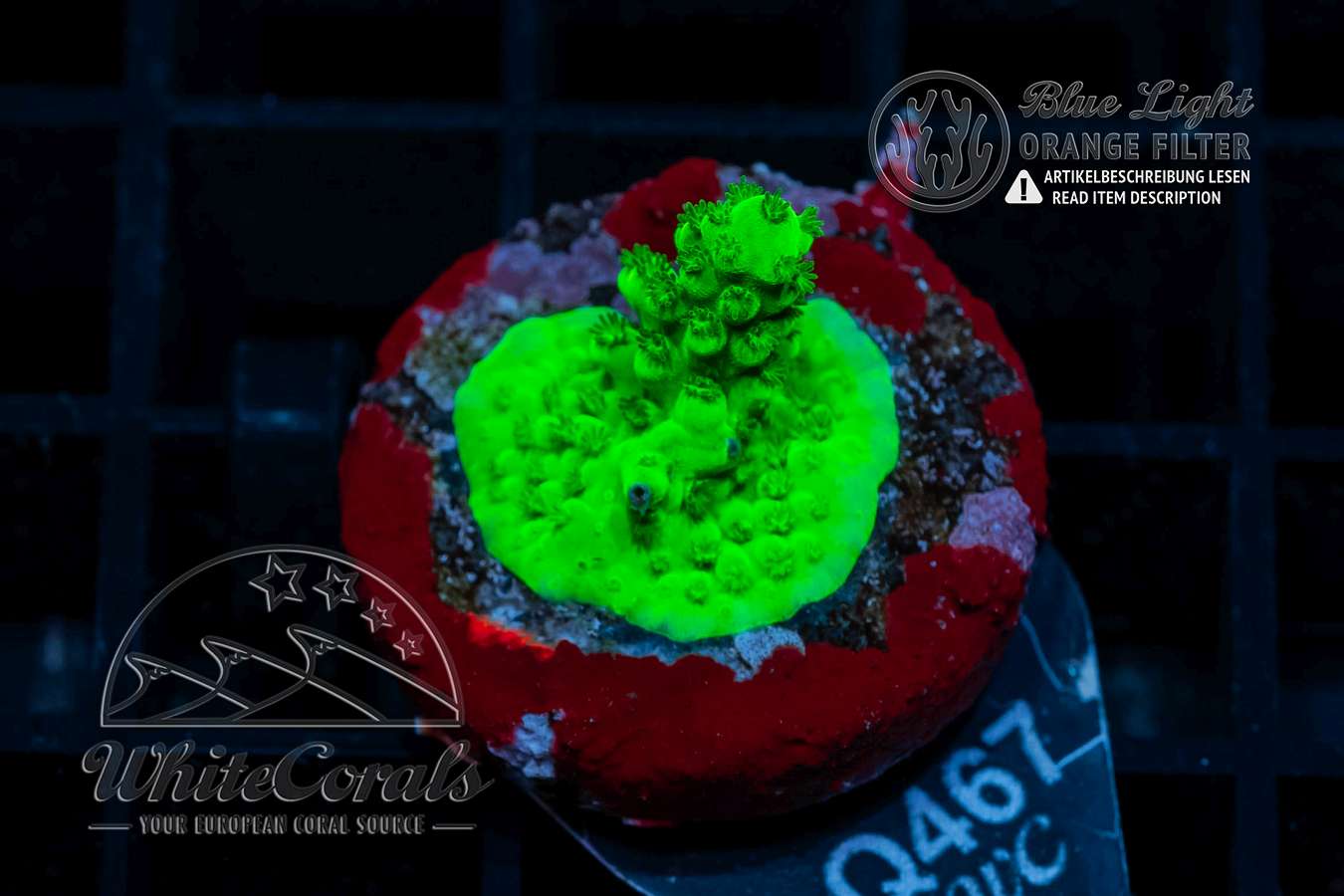 Acropora cytherea Neon Green (WCC) (Filter)-SPS_230422_024