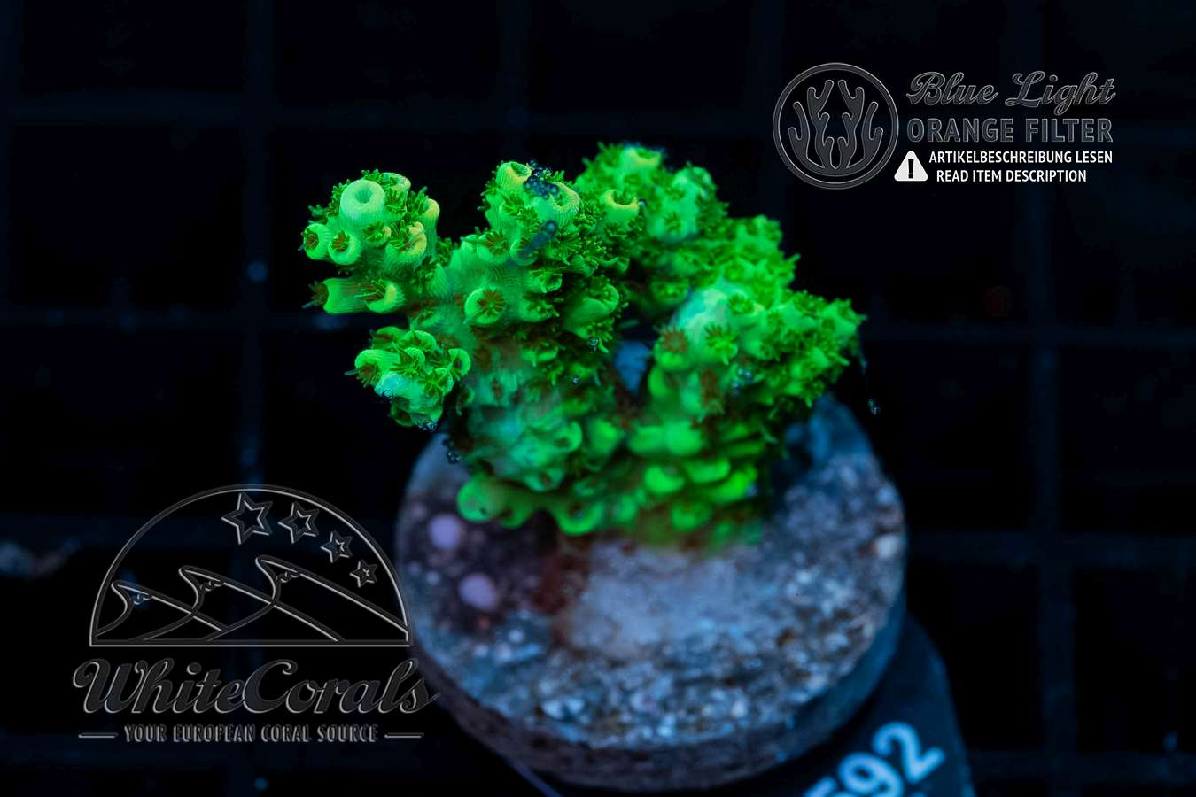Acropora hyacinthus Green (Filter)-SPS_230513_196