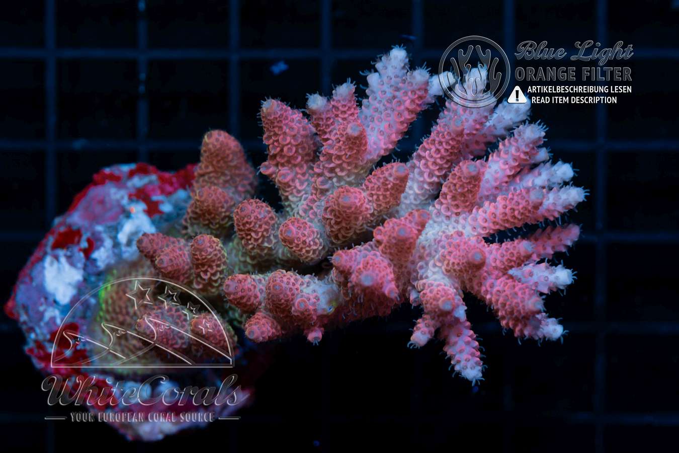 Acropora millepora Pink (Filter)-SPS_230708_023