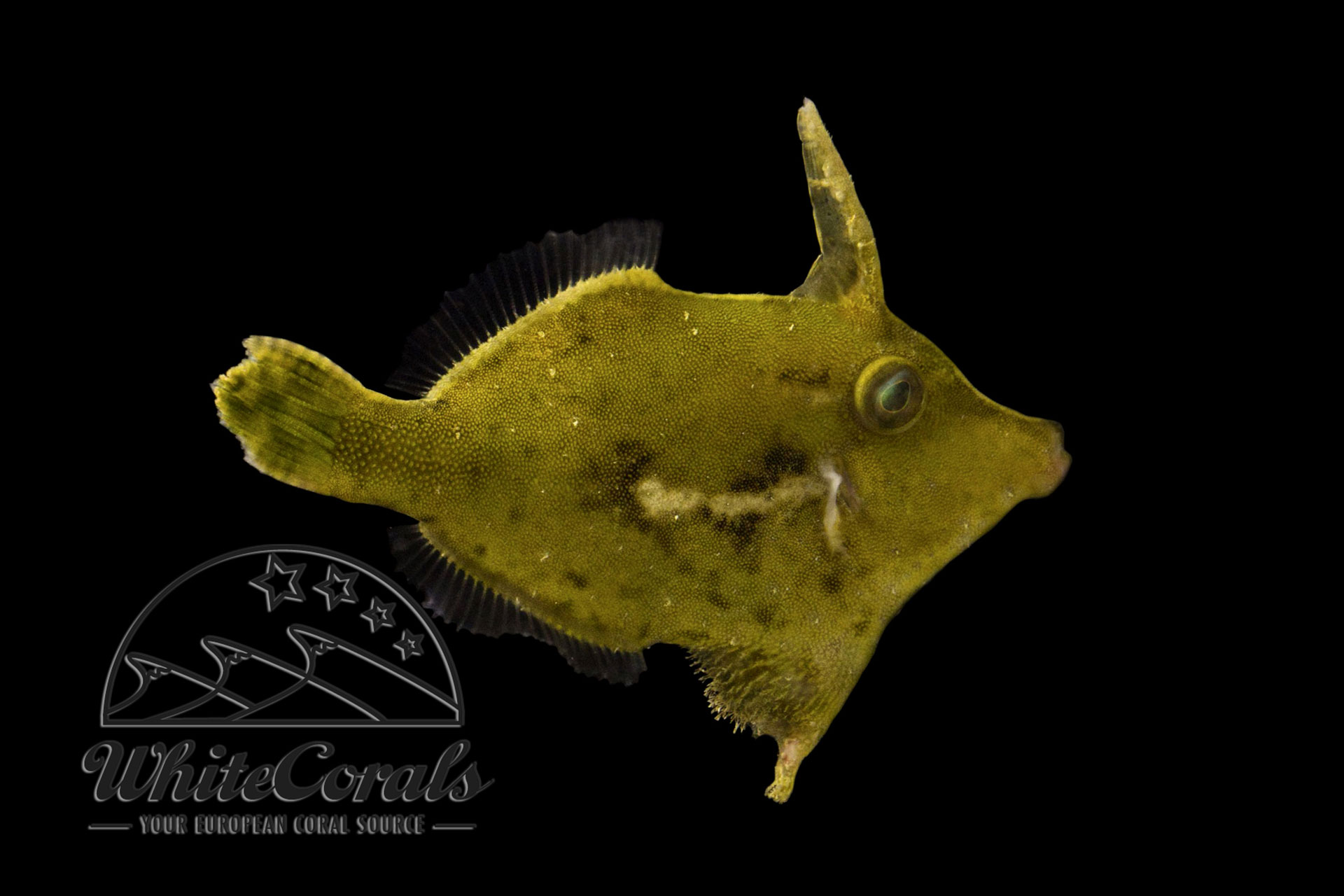 Acreichthys Tomentosus -Seegrasfeilenfisch Tangfeilenfisch
