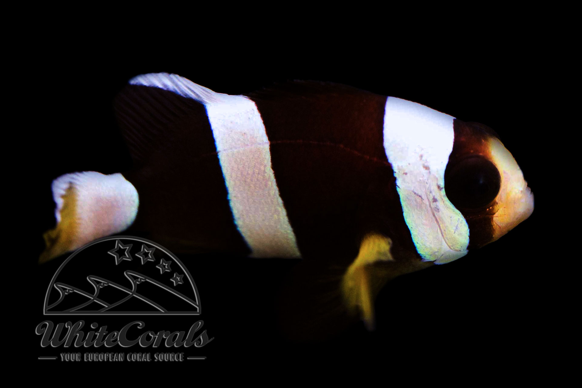 Amphiprion clarkii - Black Yellowtail Clownfish
