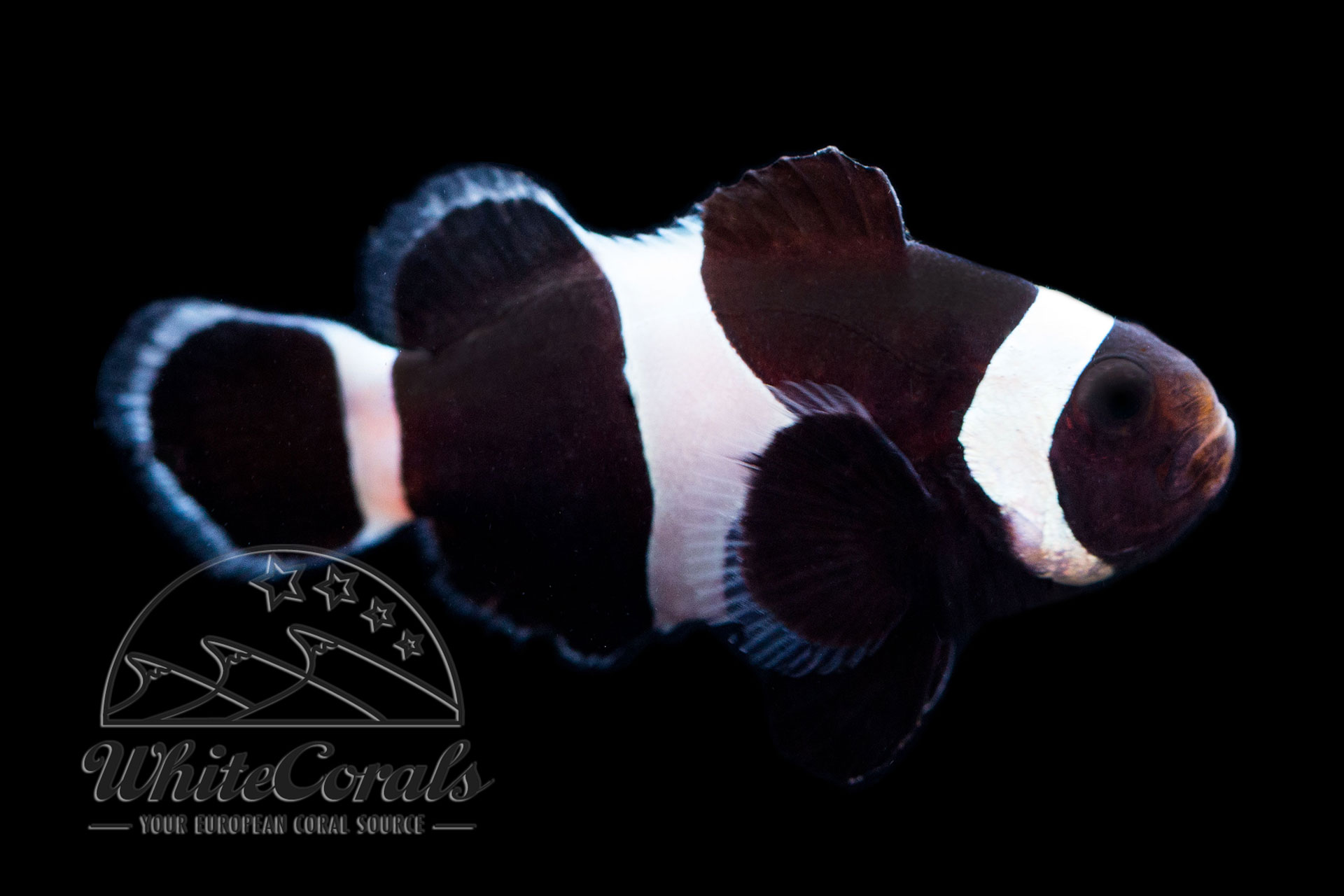 Amphiprion ocellaris - Black Clown Anemonefish