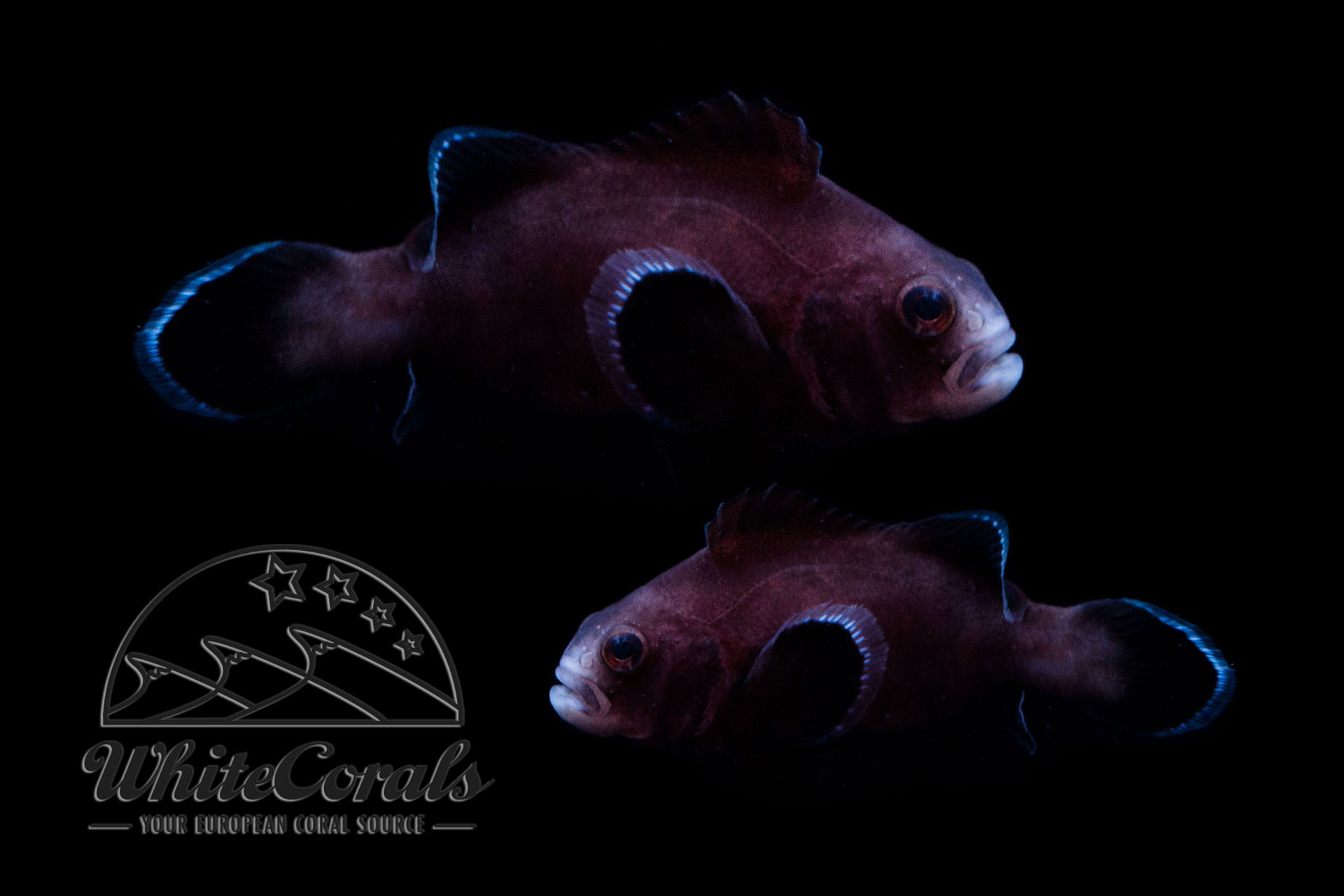 Amphiprion ocellaris - Midnight Clownfish (Pair)
