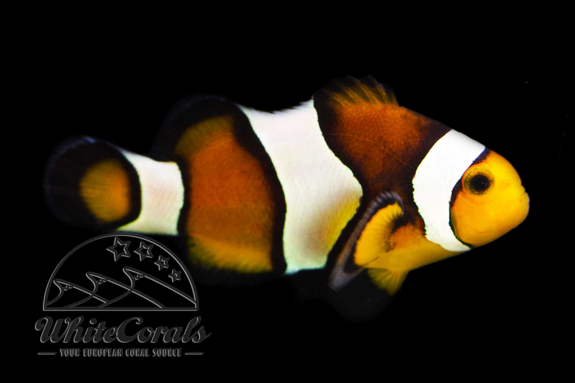 Amphiprion ocellaris - Mocha Clown Anemonefish