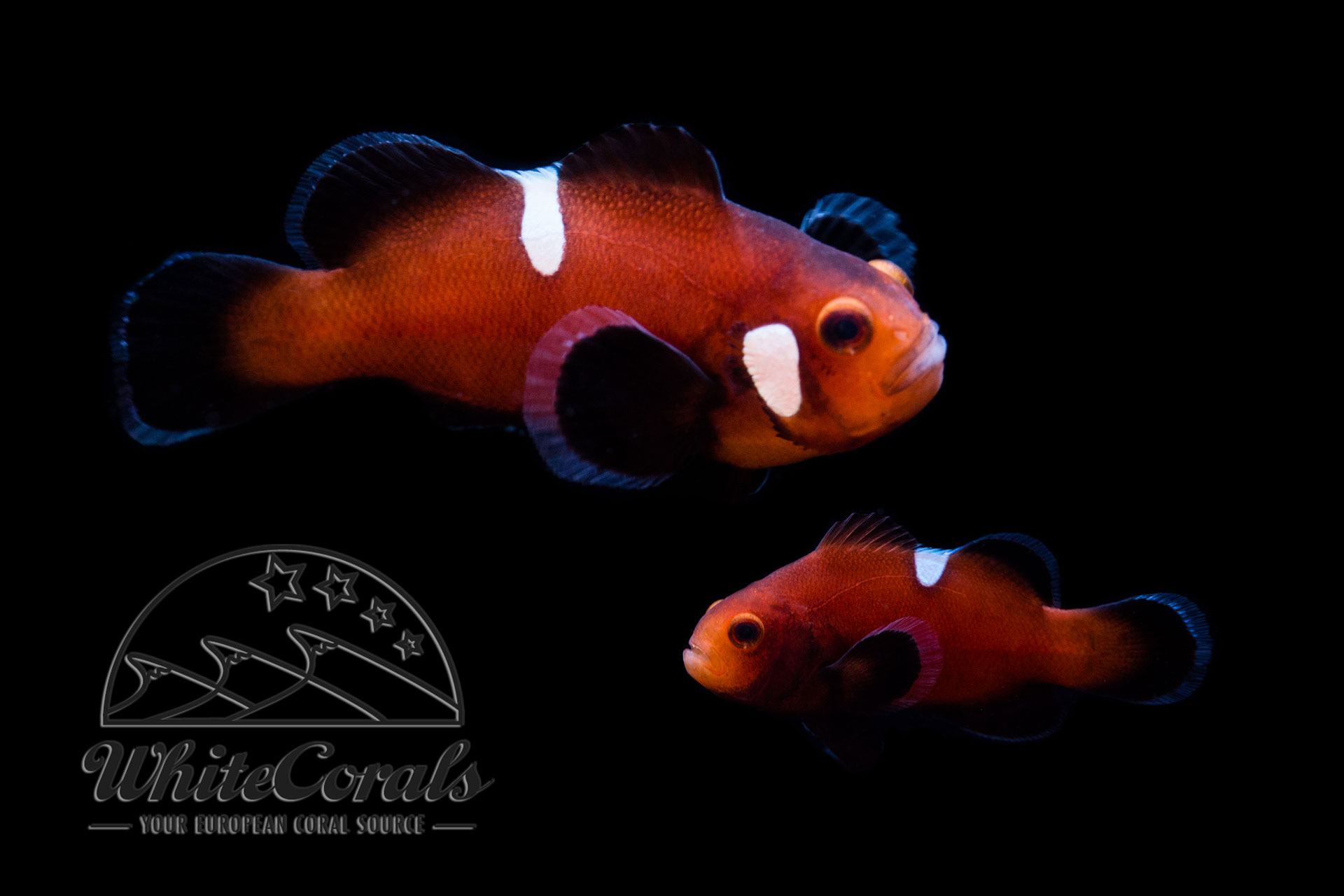 Amphiprion ocellaris - Naked Mocha Clownfisch (Pair)