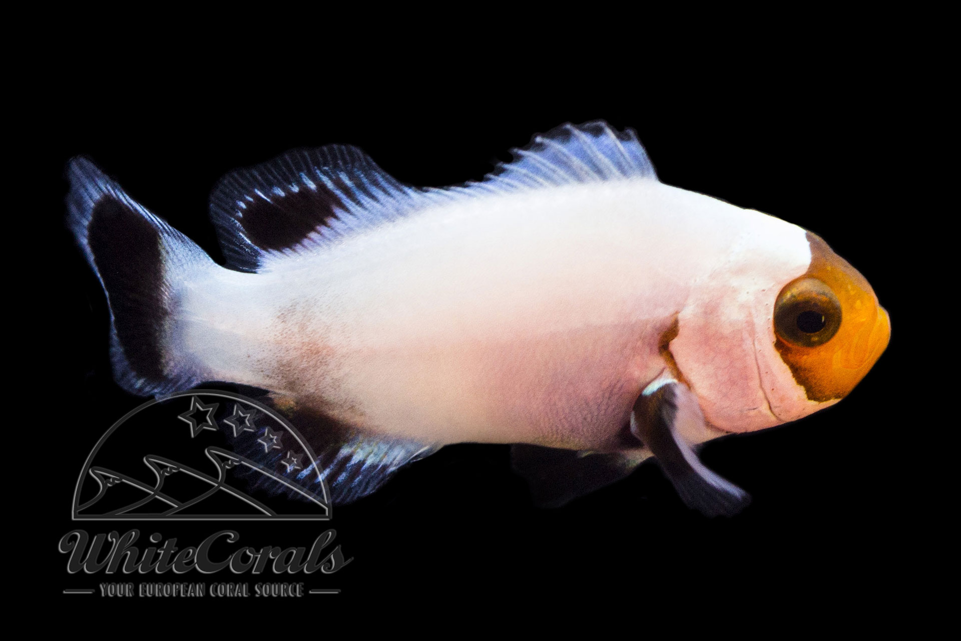 Amphiprion ocellaris Platinum Clownfish