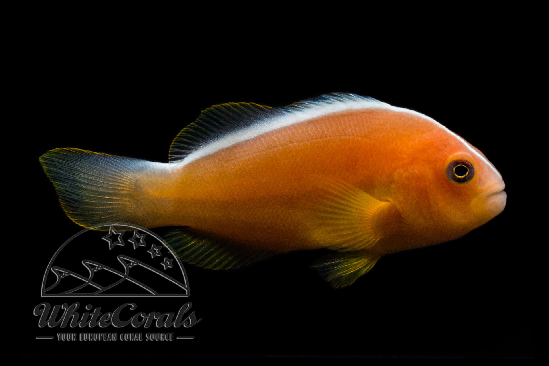 Amphiprion akallopisos - Skunk Clownfish