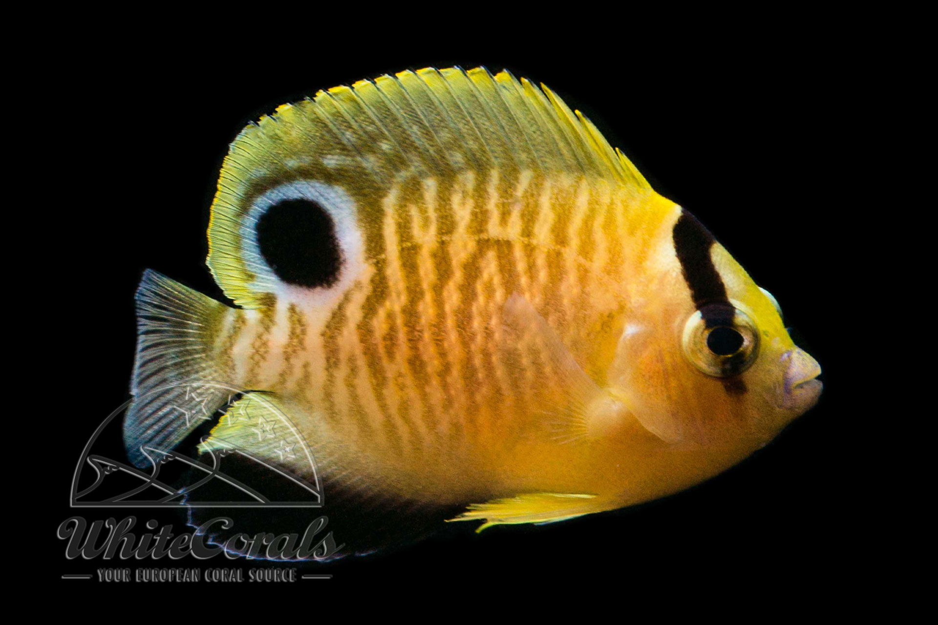 Apolemichthys xanthopunctatus - Goldtupfen-Kaiserfisch - Nachzucht